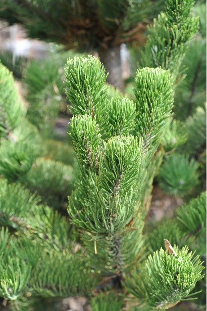 Сосна чорна / австрійська Орегон Грін хвоя